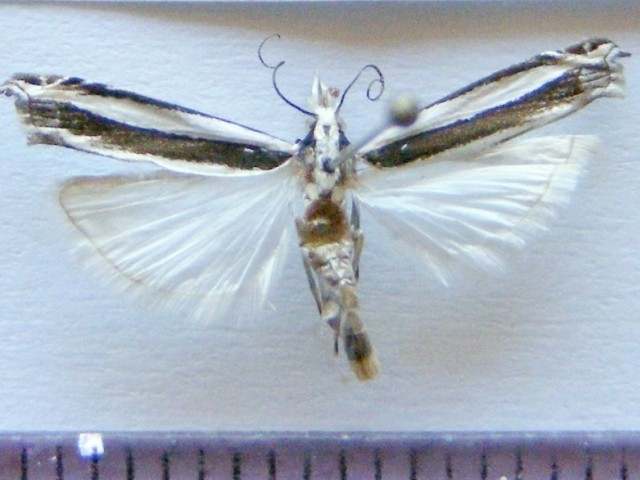Angustalius malacellus